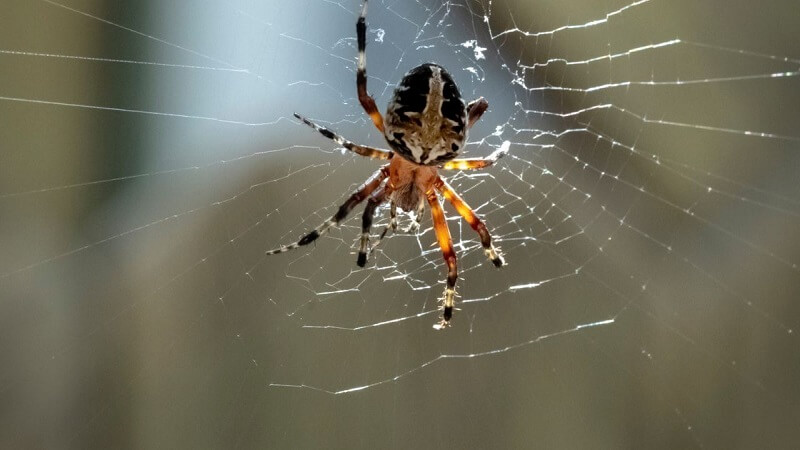 How to Safely Control Spiders and Mosquitoes: A Homeowner's Guide